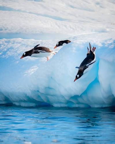 Antarctica Expedition